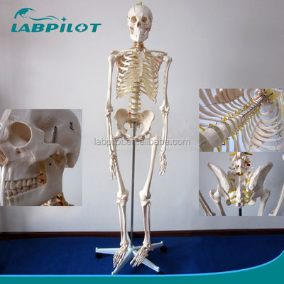 180cm 키의 생체 크기 인체 해부학적 모델