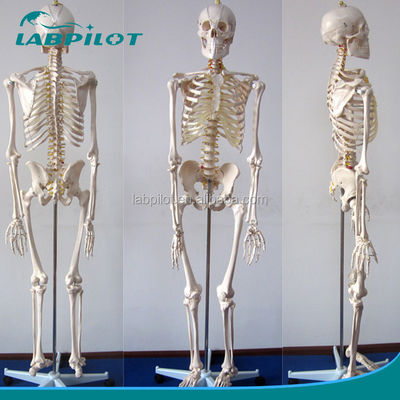 180cm 키의 생체 크기 인체 해부학적 모델