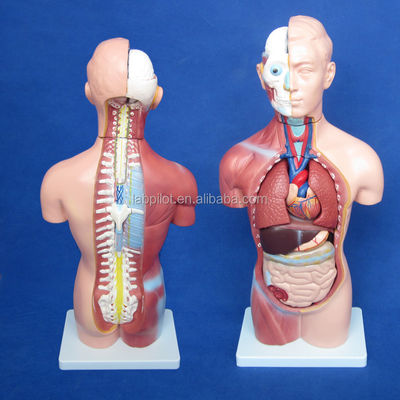 42CM 성별 없는 몸통 모델, 내부 기관 18개 부분 및 자세한 몸통 해부학적 모델