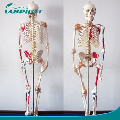의학과학 교육 모델 180cm 키의 색상 뼈대 근육과 인대