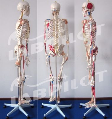의학과학 교육 모델 180cm 키의 색상 뼈대 근육과 인대