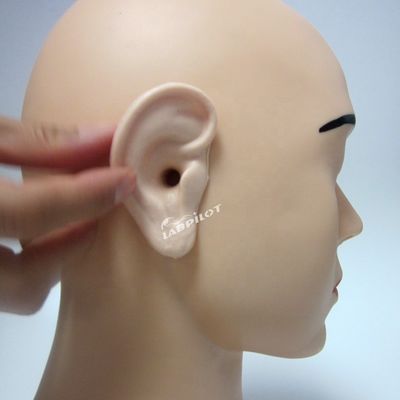 인간의 생체 크기 생생한 귀 모델 귀 관개 훈련 시뮬레이터의 궁극적인 도구