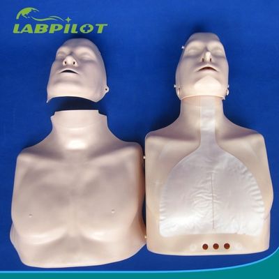 간단한 유형 첫 구호 반 몸 CPR 훈련 학교 교육 시설을 위한 마니킨