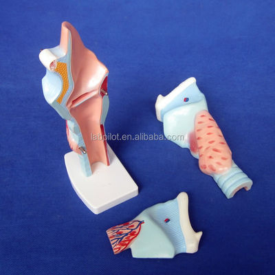 의학적 목구멍 해부학 교수 모델 인체 목구멍 모형 해부학 시범