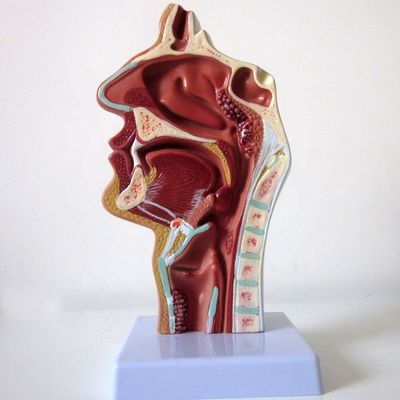 고호흡기계 모델 코腔 구강腔 목구멍 및 구강 병리학