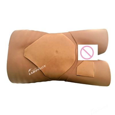 첨단 PVC 의료 교육 모델을 위한 인간 기관 초음파 검사 시뮬레이터