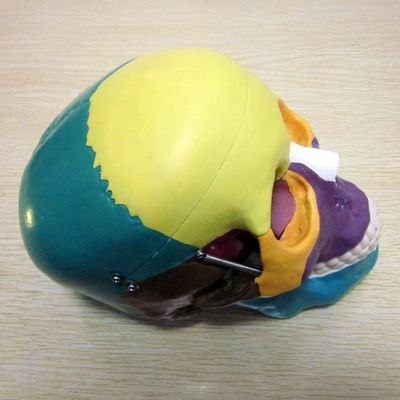 인간 생명 크기 골격 모델 뼈 의학 연구 보조용 뇌 두개골 모델