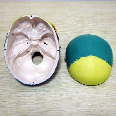 인간 생명 크기 골격 모델 뼈 의학 연구 보조용 뇌 두개골 모델