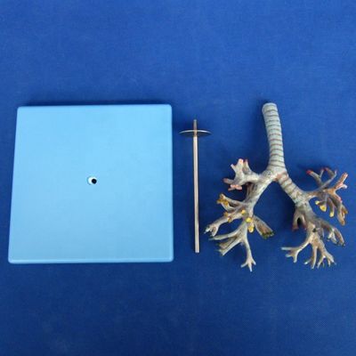 생생한 해부학적 기관지 나무 모델 26 위치 표기 된 기관지 해부학 의학 과학