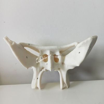증폭된 알라 뼈 스펜오이드 뼈 의학 연구를 위한 상세 해부학적 구조 모델