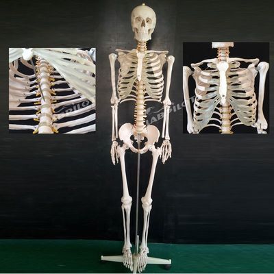 인간 생활용 유연한 골격 구조 교육 환경에서 교육 모델