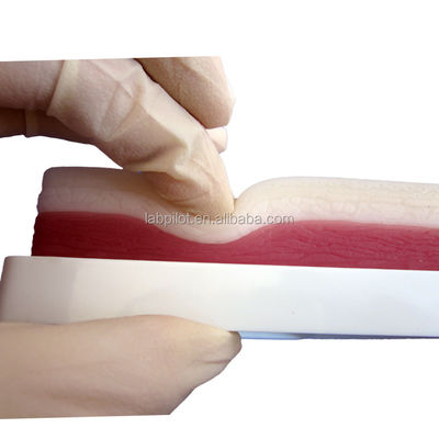 임상 기술 교육에 대한 고급 외과 근육 및 피부 꿰매기 연습 모델