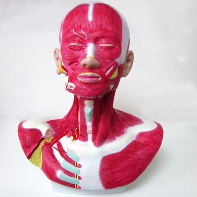 인간 생명 크기 머리 얼굴 목 해부학 및 외부 경관 동맥 분포 모델