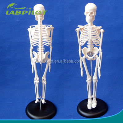 사용자 지정 로고 고급 PVC 유연 골격 모델 이동성 턱 및 재료 45CM