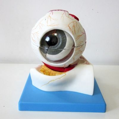 교육용 안구 모델 병원 및 교육용 확대 해부학적 눈 구조