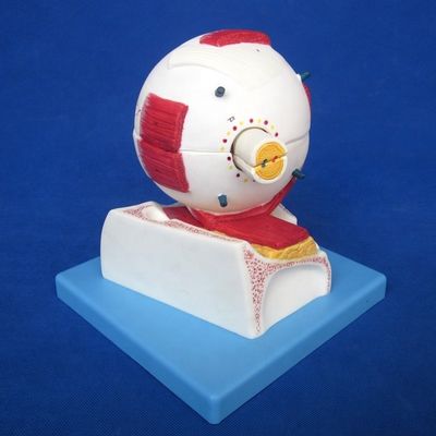 교육용 안구 모델 병원 및 교육용 확대 해부학적 눈 구조