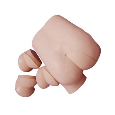 고급 DRE 간호 교육 시뮬레이터 직관 촉각 검사 임상 기술 모델