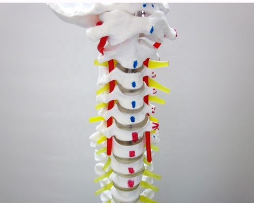 인체 크기 척추 모델 골반과 근육 고급 PVC 근골격 모델