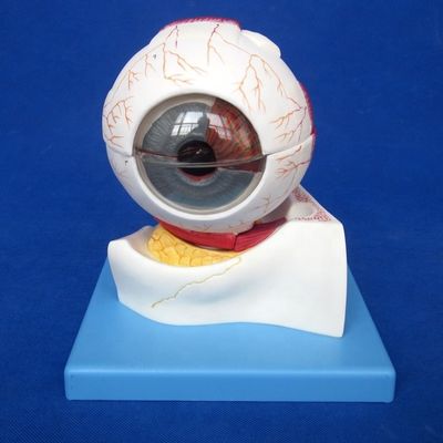 인간 생명 크기 델럭스 7 부분 안과학적 범주에 대한 해부학 눈구리 모델