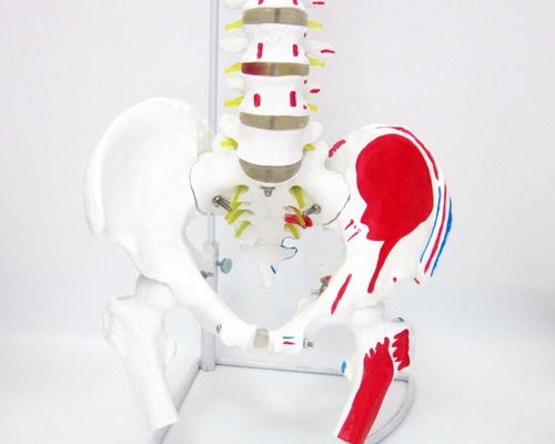 인체 크기 척추 모델 골반과 근육 고급 PVC 근골격 모델