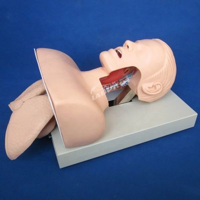 호흡기 관 관 관 관 관 관 관 관습 인간 생명 크기 구강 및 코 관 관 관 관 관 관 훈련 모델