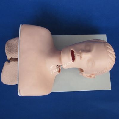 호흡기 관 관 관 관 관 관 관 관습 인간 생명 크기 구강 및 코 관 관 관 관 관 관 훈련 모델