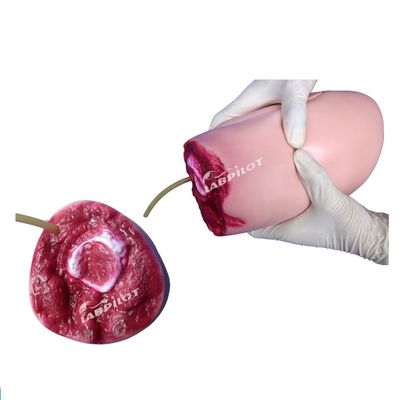고급 PVC 모델 하부 다리 외상 허벅지 절단 간호에 대한 이상적인 해결책