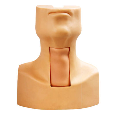 마니킨 해부학 교수 트라케오스토미 의학 과학 과목 시범 모델