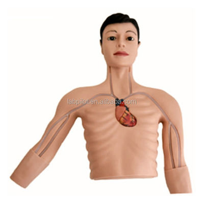 진맥 펀처 기술을 가르치는 고급 PVC PICC 개입 시뮬레이터