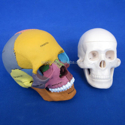 고급 PVC 컬러 두개골 모델 조립