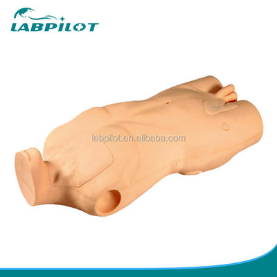 중앙 정맥 주입 및 펀처 기술 개발을 위한 고급 PVC 몸체 모델
