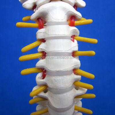 척추가 있는 작은 척추 모델 골반과 허벅지 머리 45cm 인간 골격