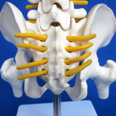 척추가 있는 작은 척추 모델 골반과 허벅지 머리 45cm 인간 골격