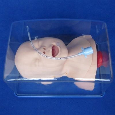 생생한 영유아 머리 모델 및 영유아 관절 훈련을위한 경제적인 소아 인형