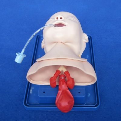 생생한 영유아 머리 모델 및 영유아 관절 훈련을위한 경제적인 소아 인형