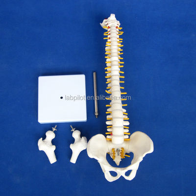 척추가 있는 작은 척추 모델 골반과 허벅지 머리 45cm 인간 골격