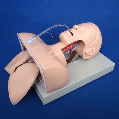 첨단 호흡기 관리 모델 NG 튜브 기능에 대한 전자 인투베이션 교육 책임자