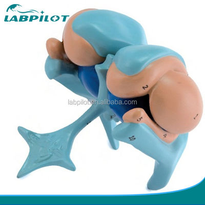 고급 PVC  Ventricle 및 기초핵 뇌 모델 교육 목적으로 완벽