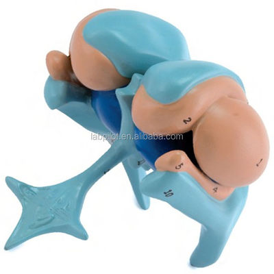 고급 PVC  Ventricle 및 기초핵 뇌 모델 교육 목적으로 완벽