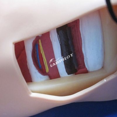 퓨라 펑크션 배수 및 흉부 수리 간호 훈련을위한 고급 PVC 마니킨