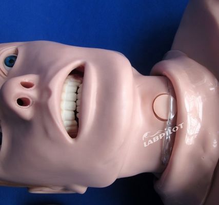 성인 반체 CPR 및 관 관 관 훈련을위한 전문 인적 생명 크기 마닉인