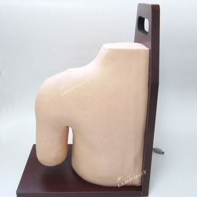 고급 PVC 의료 교육 어깨 관절 인트라카비타리 주사 시뮬레이터 교육 모델