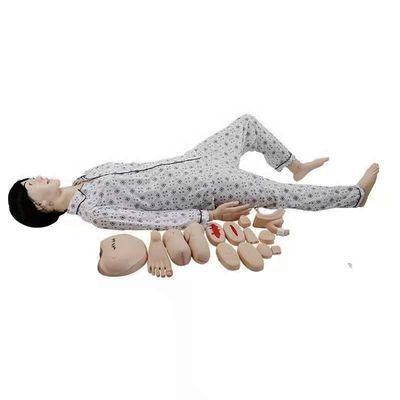 성별별별 생식기 인형 의료 과학 교육 관리자 에디션