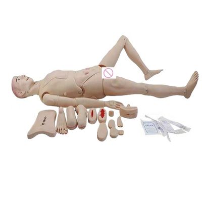 성별별별 생식기 인형 의료 과학 교육 관리자 에디션