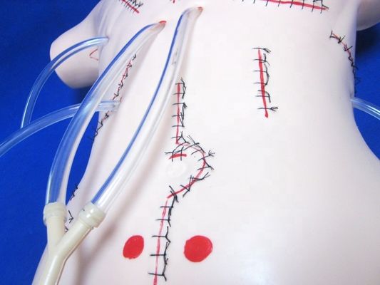 현실적인 맹장 절제 교육 모델 붕대 및 꿰매기 기술 외과 인형