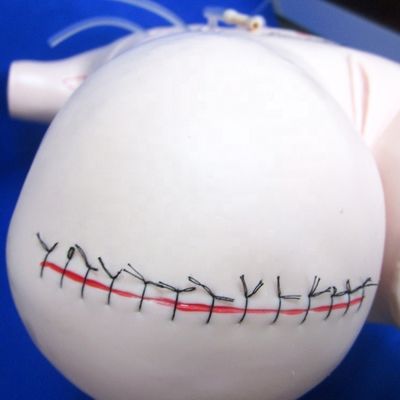 현실적인 맹장 절제 교육 모델 붕대 및 꿰매기 기술 외과 인형