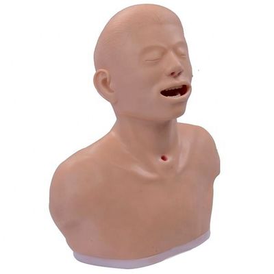 고급 PVC 갑상선 검사 교육 모델 내분비 검사 교육 도구
