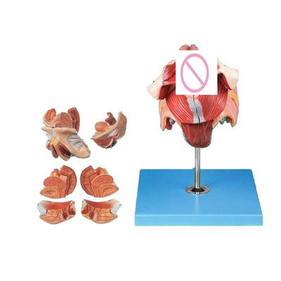인간 생식계 모델 여성 생식기 해부학