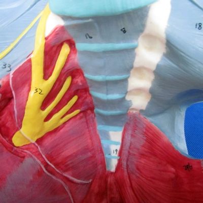 인체 생식 시스템 모델 고도의 골반과 골반 바닥 근육과 허리뼈