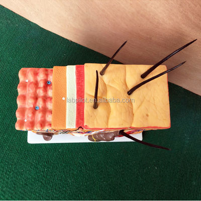 인간 해부학적 모델 생생한 조직과 배아학적 특징을 가진 피부 블록 모델